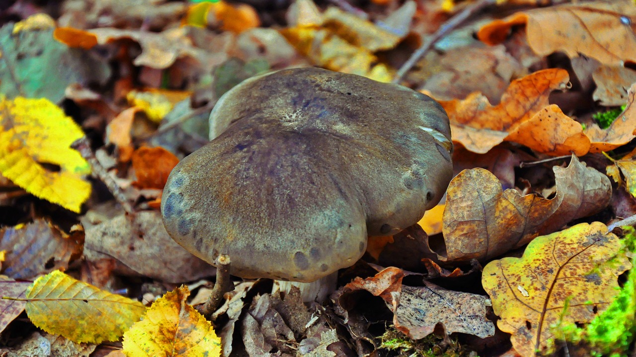 mushroom autumn nature free photo