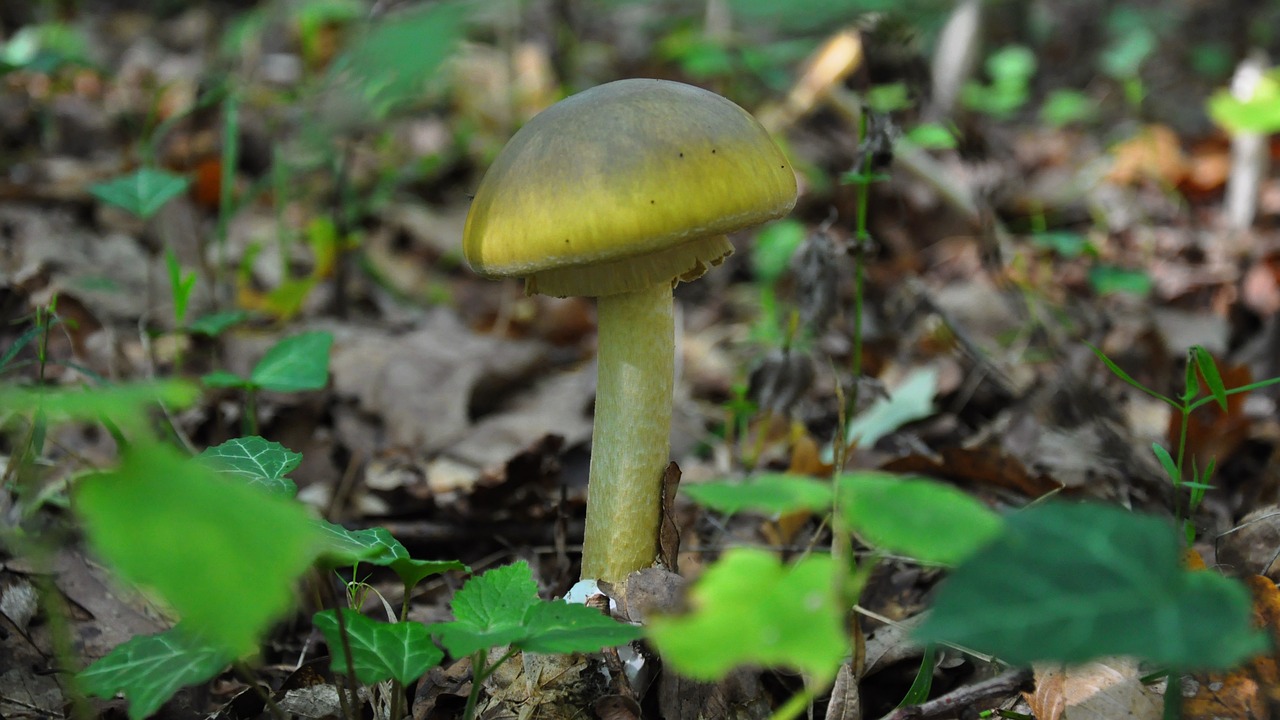 mushroom toxic autumn free photo