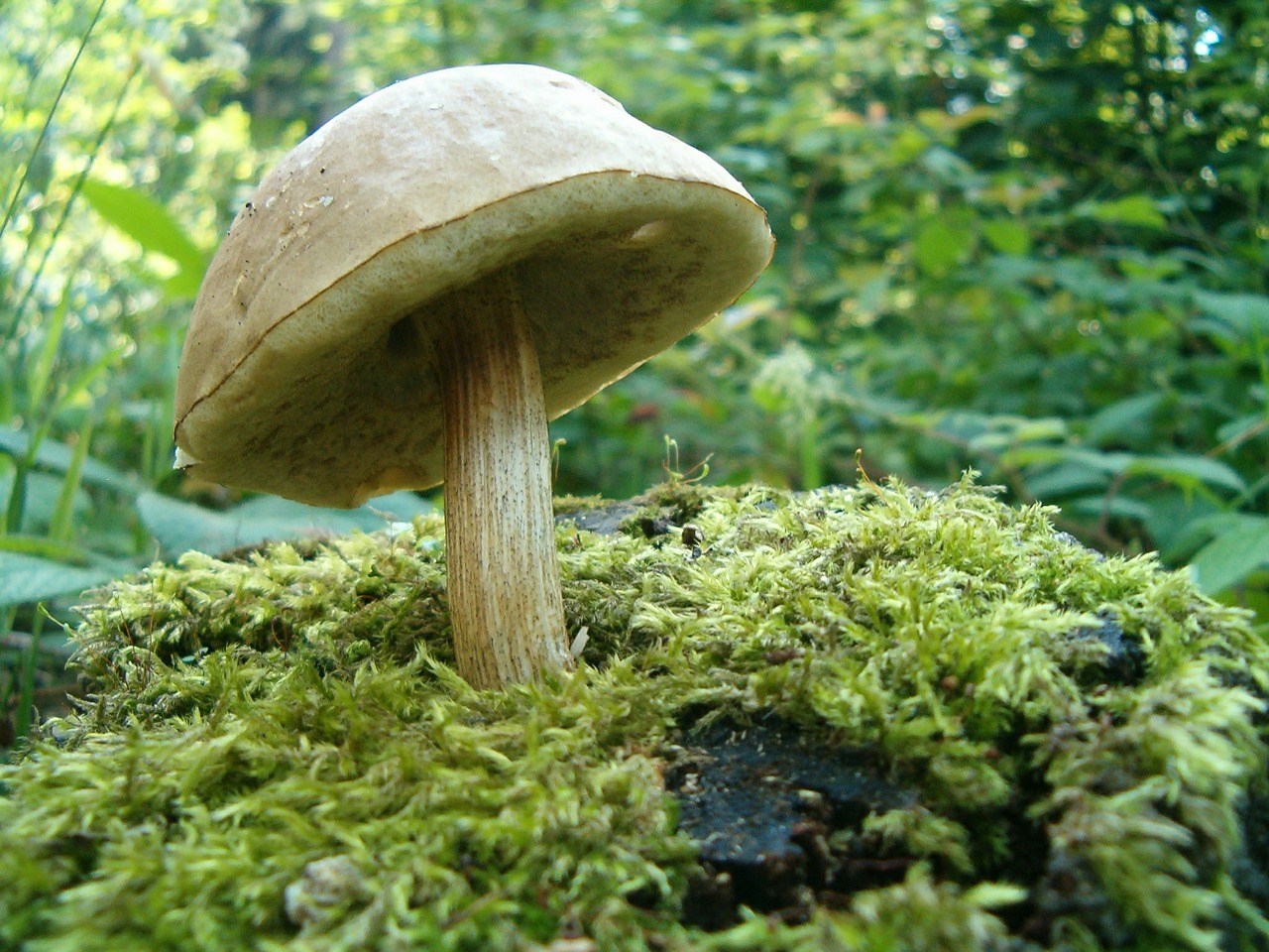 mushroom nature forest free photo