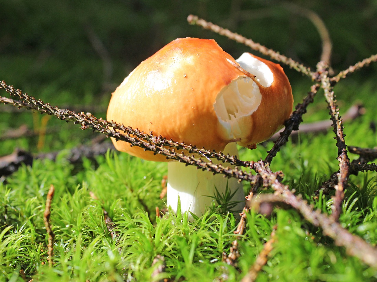 mushroom forest autumn free photo