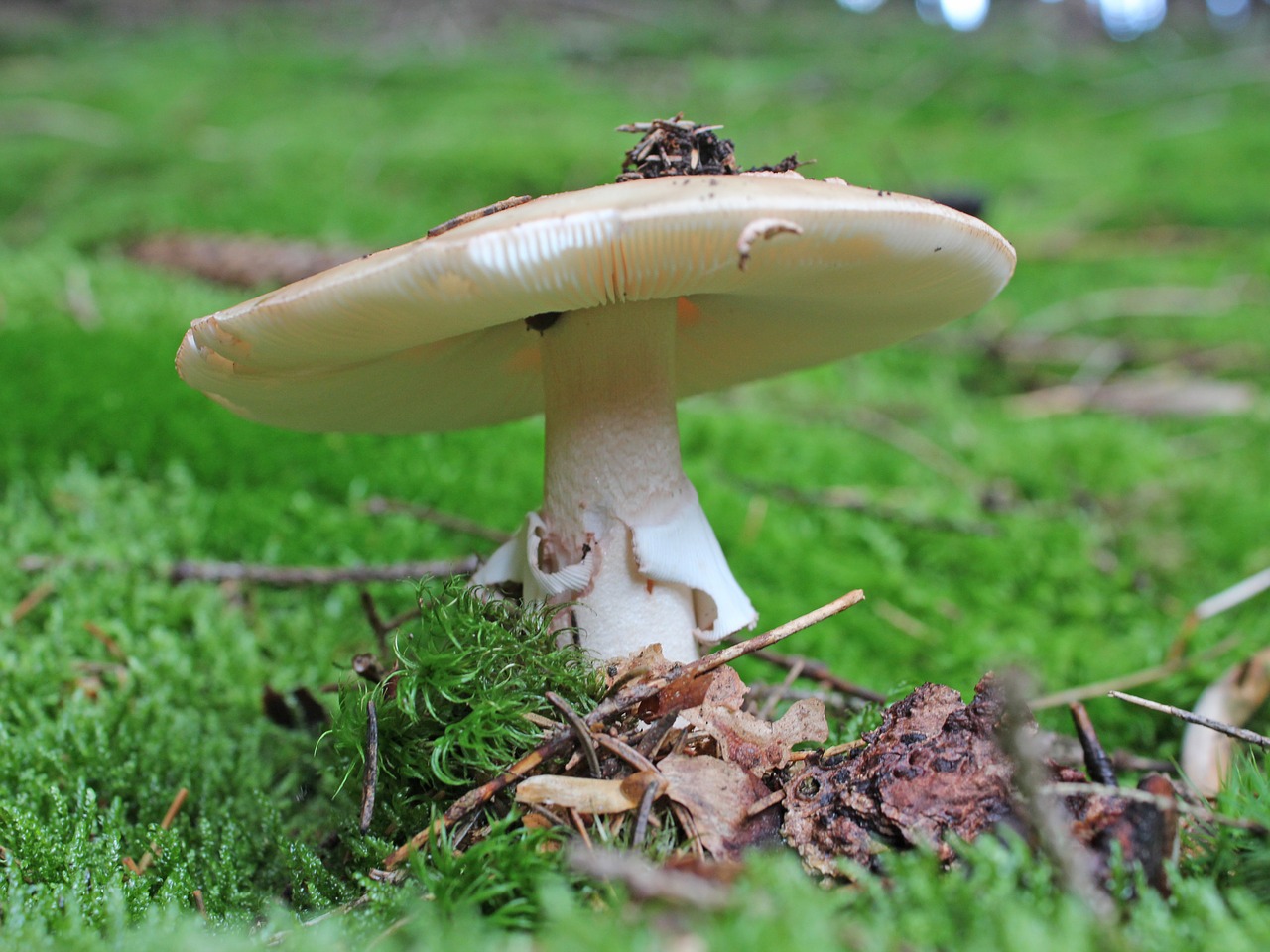 mushroom forest autumn free photo