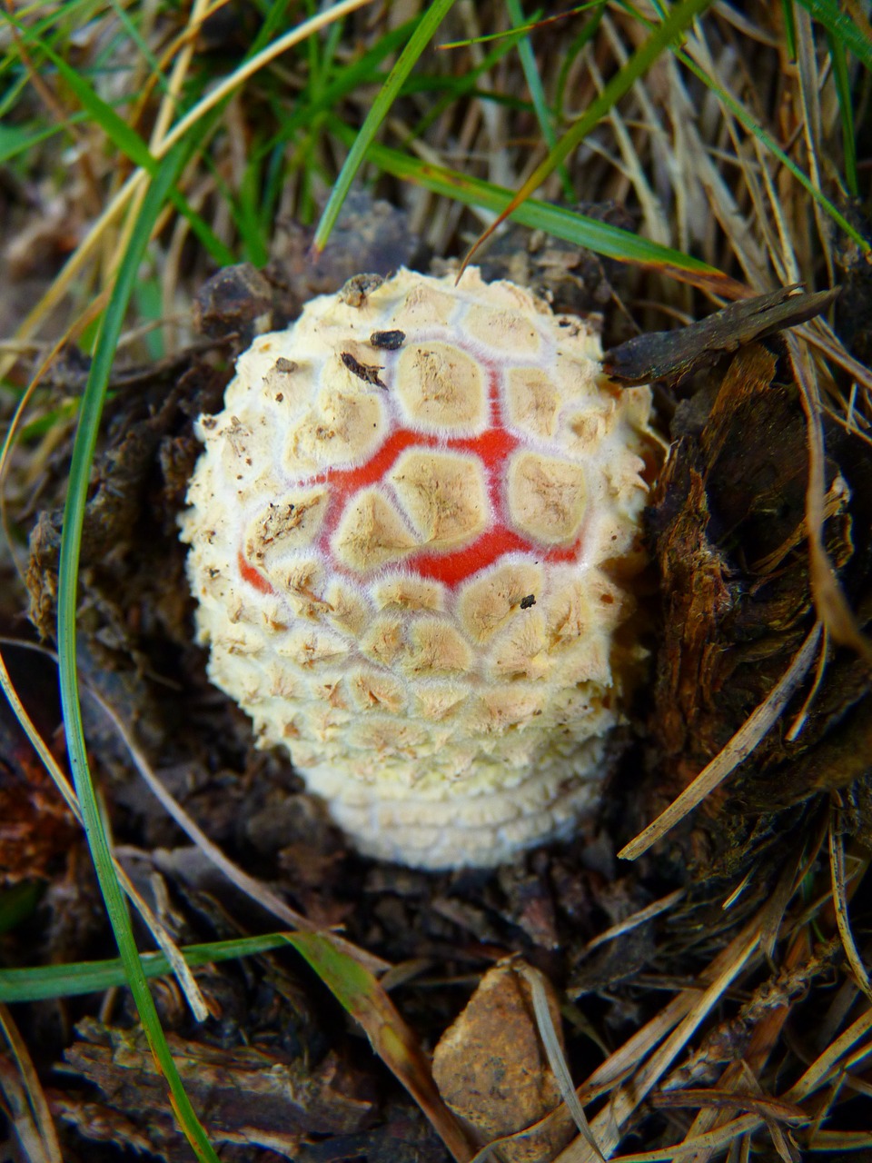 mushroom fly agaric small free photo