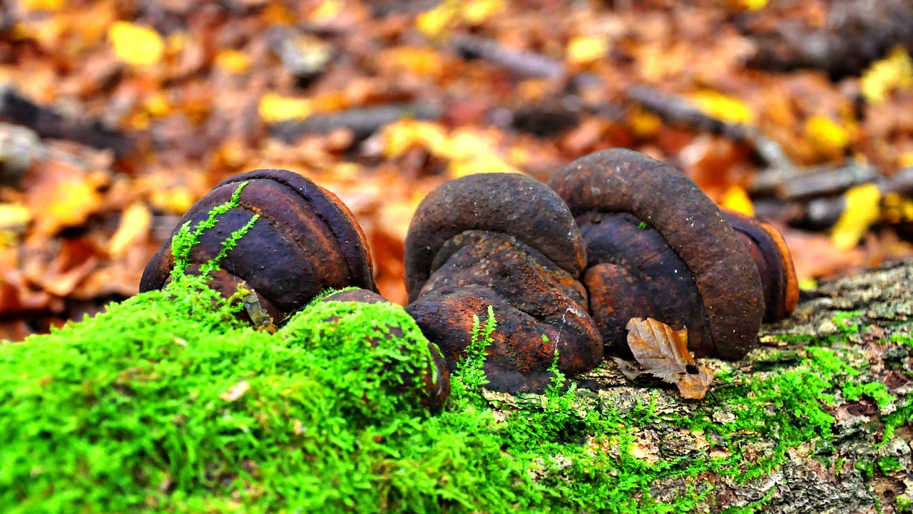 mushroom autumn forest free photo