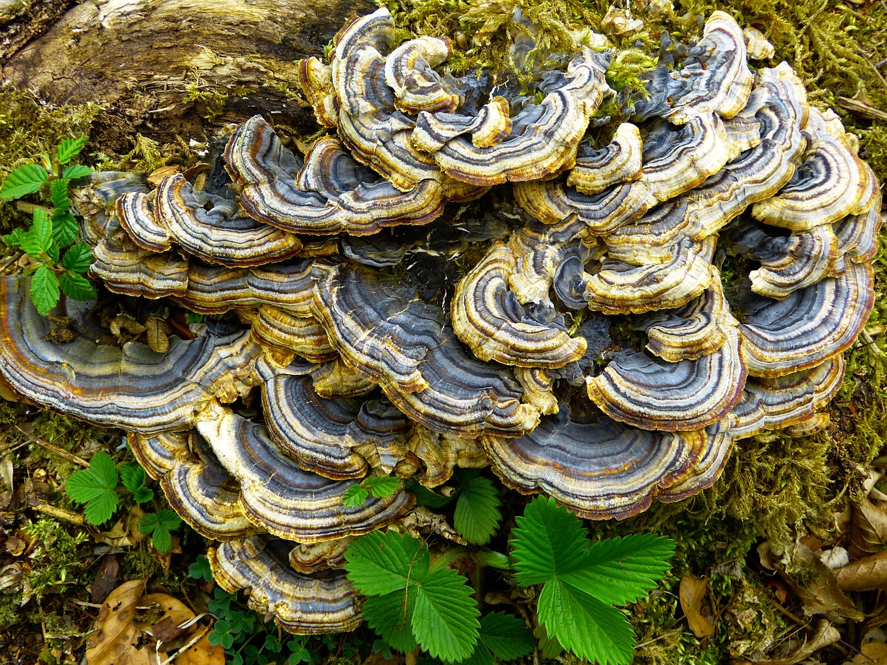 mushroom tree fungus fouling free photo