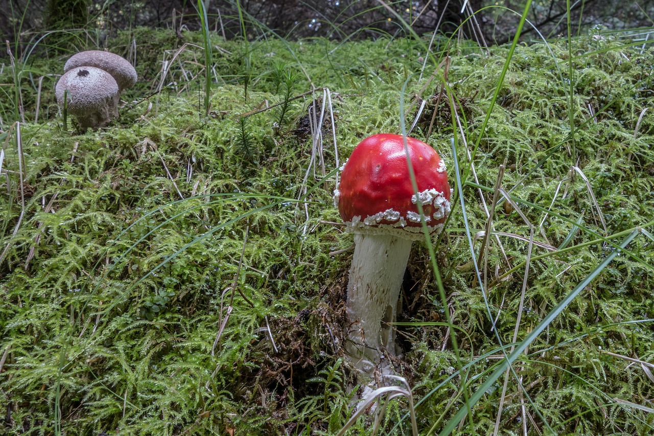 mushroom fly agaric nature free photo