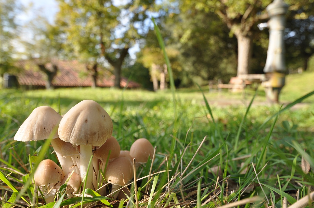 mushroom micolodia nature free photo