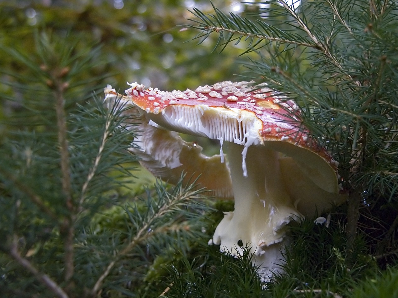 mushroom amanita muscaria poisonous free photo