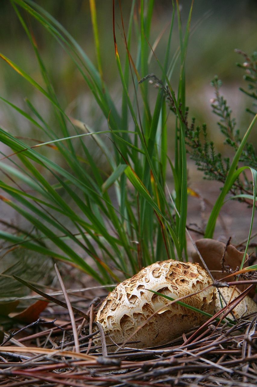 mushroom autumn grass free photo