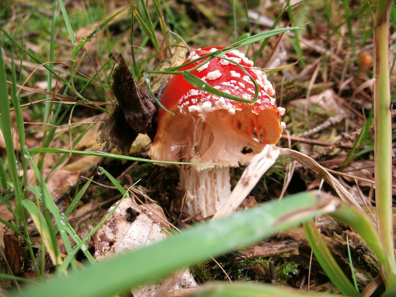 mushroom fly agaric autumn free photo