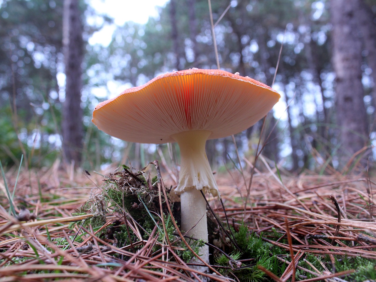 mushroom autumn red white dots free photo