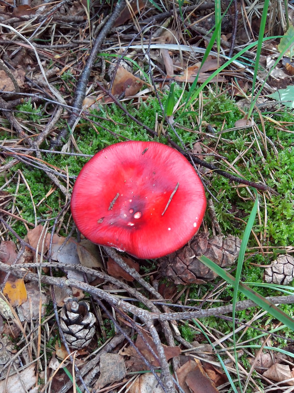 mushroom fly agaric forest free photo