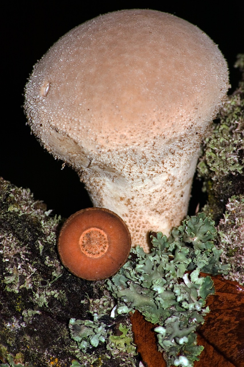 mushroom bovist macro free photo