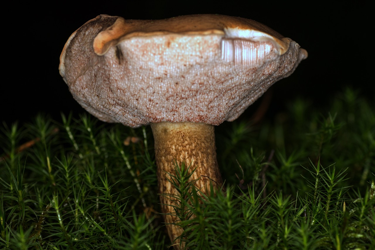 mushroom common tylopilus macro free photo