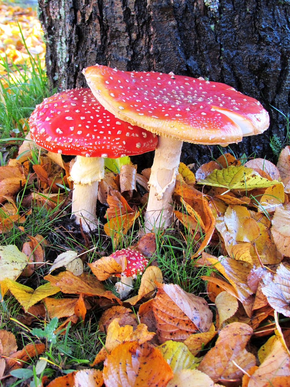 mushroom poisonous red fly agaric free photo