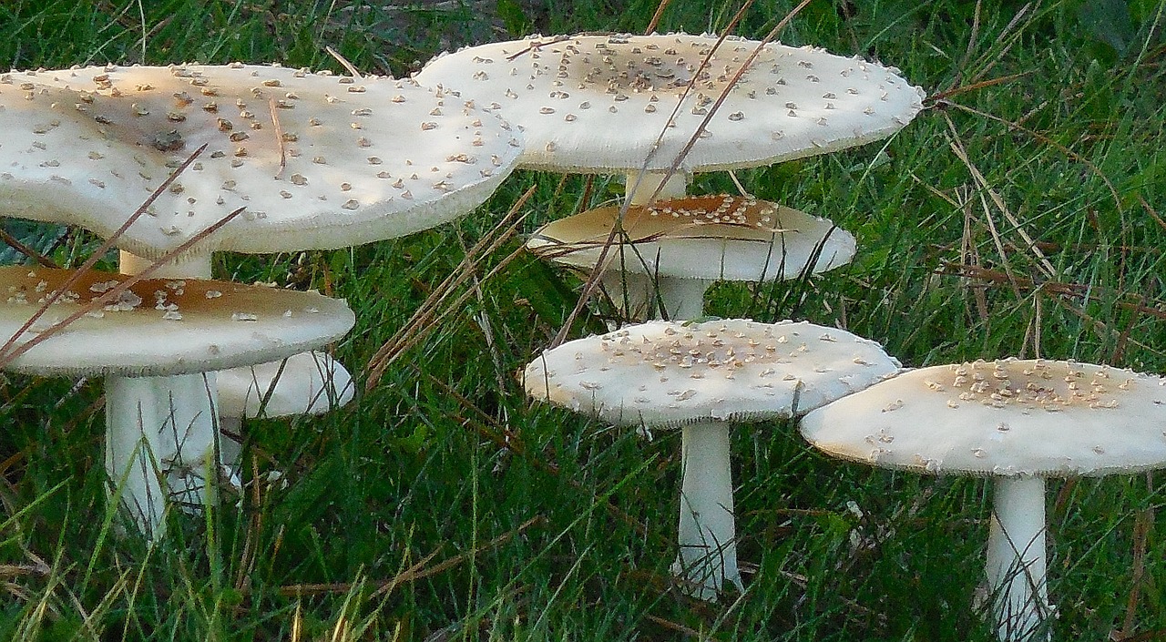 mushroom fungi nature free photo