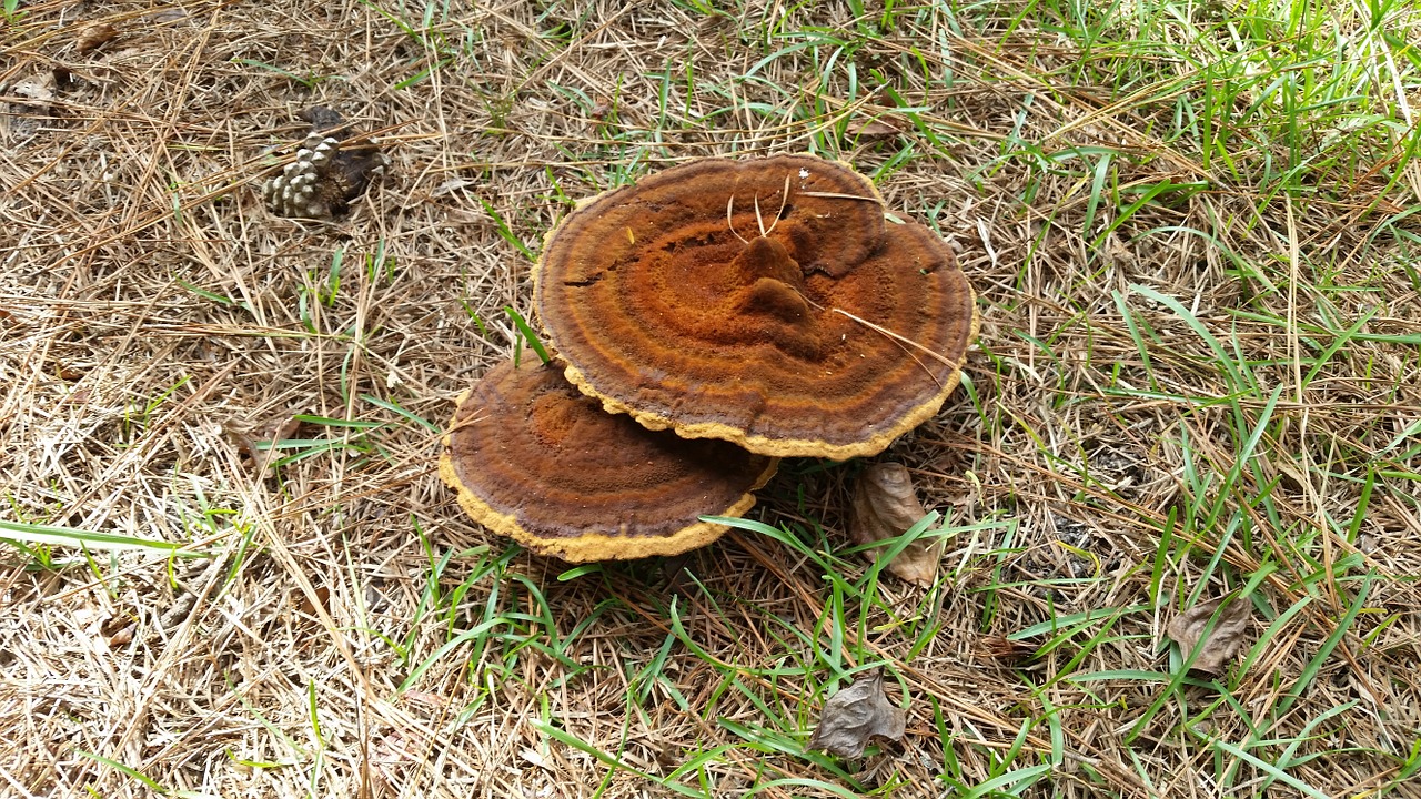 mushroom nature natural free photo