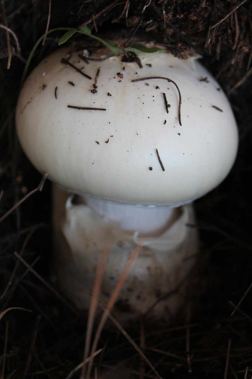 mushroom white earth free photo