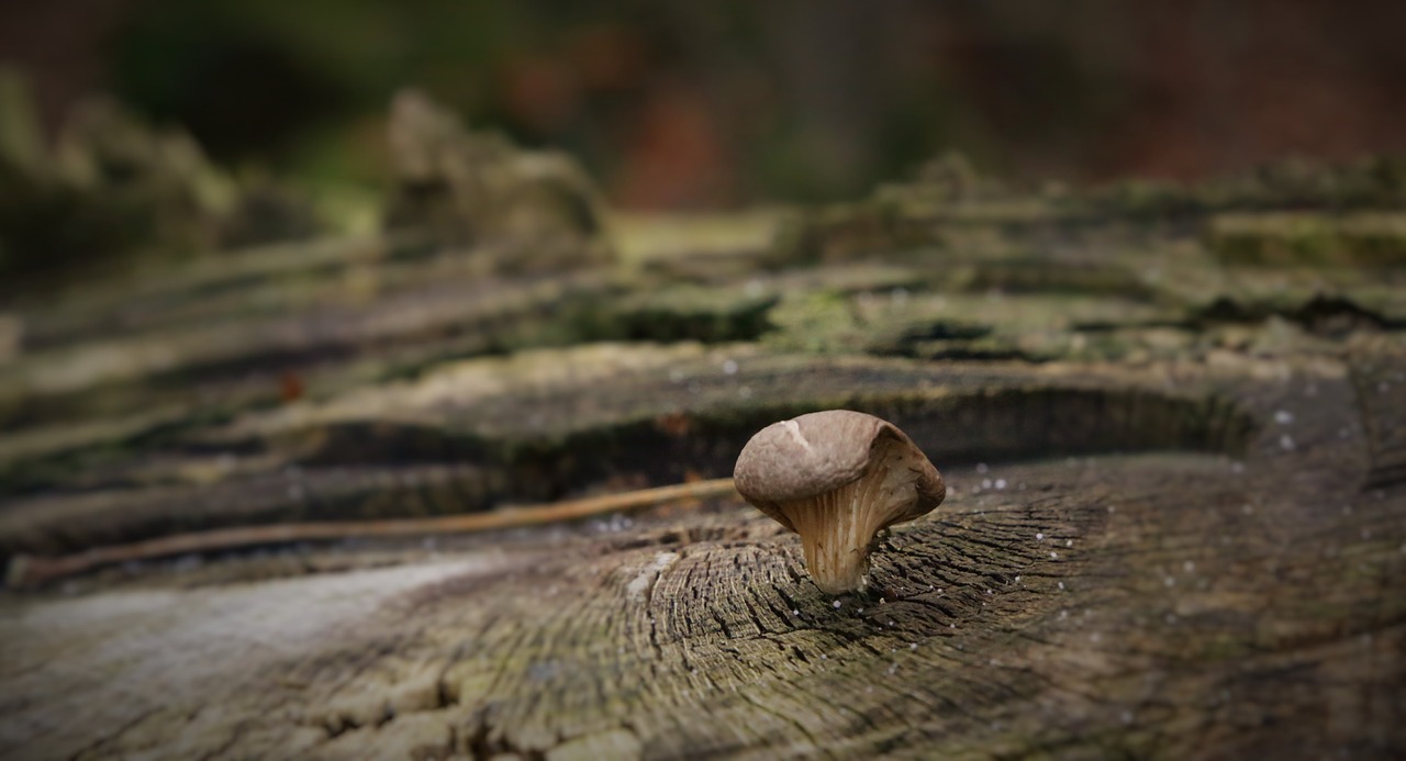 mushroom tree bark free photo