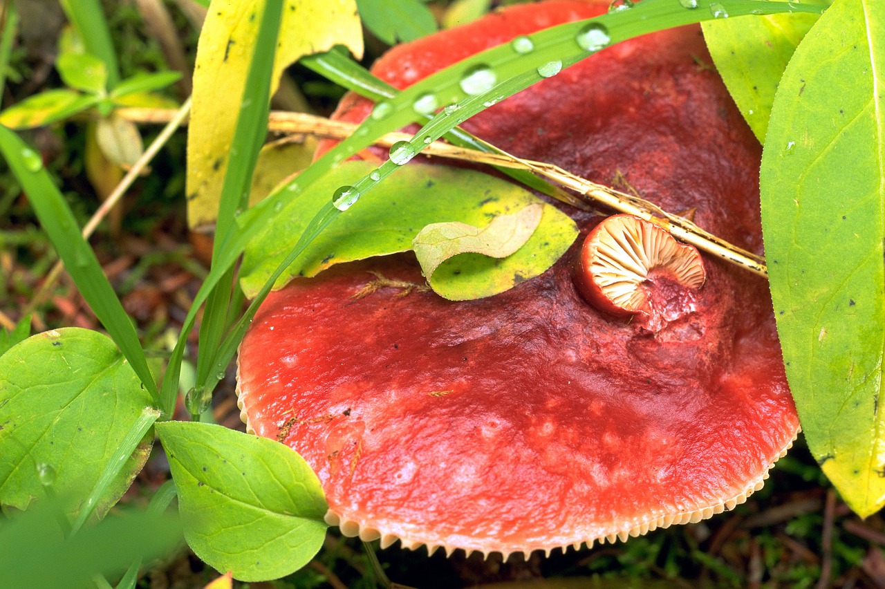 mushroom forest natural free photo