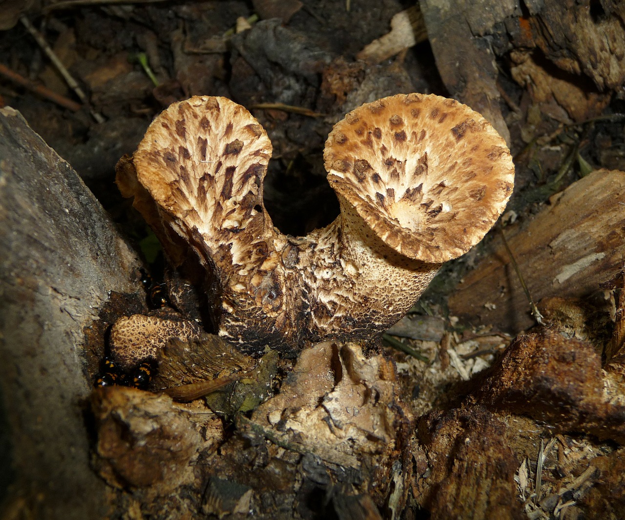 mushroom reishi scaly ovinus free photo