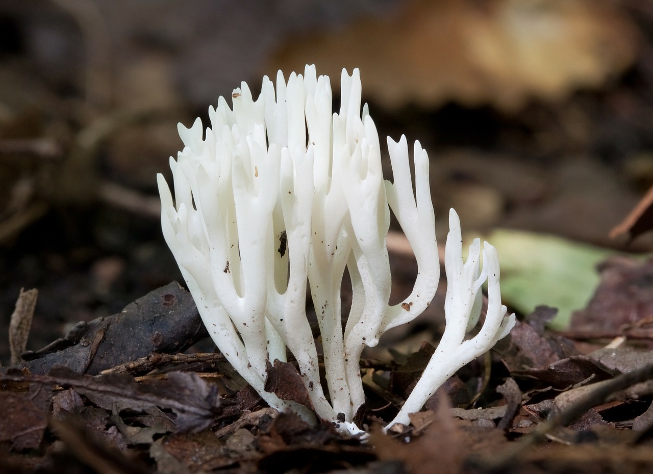 mushroom meadow coral chanterelle free photo