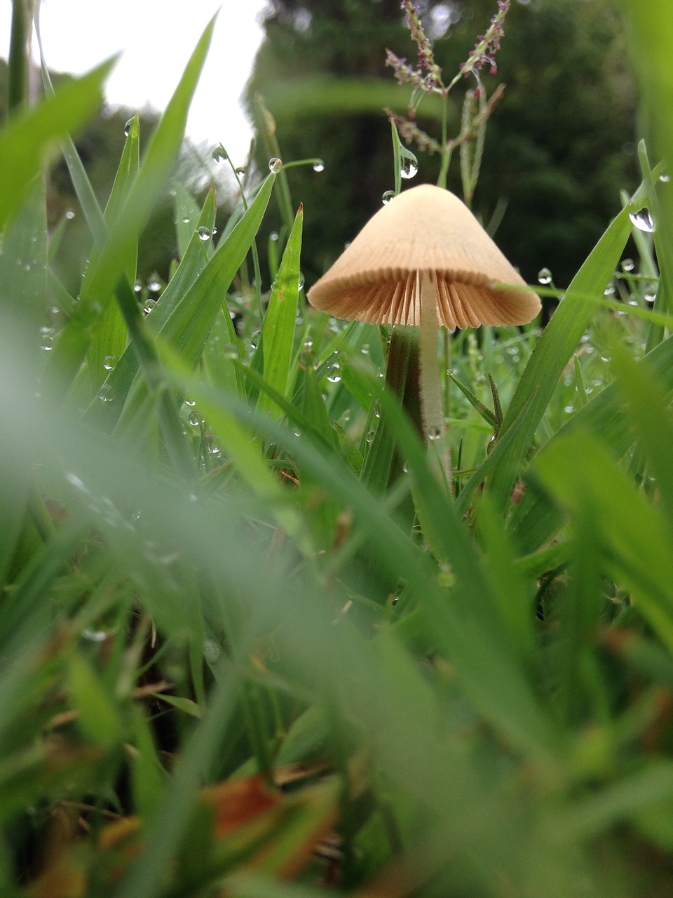 mushroom fairy ring toadstool free photo