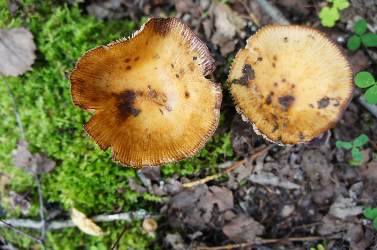 mushroom nature natural free photo