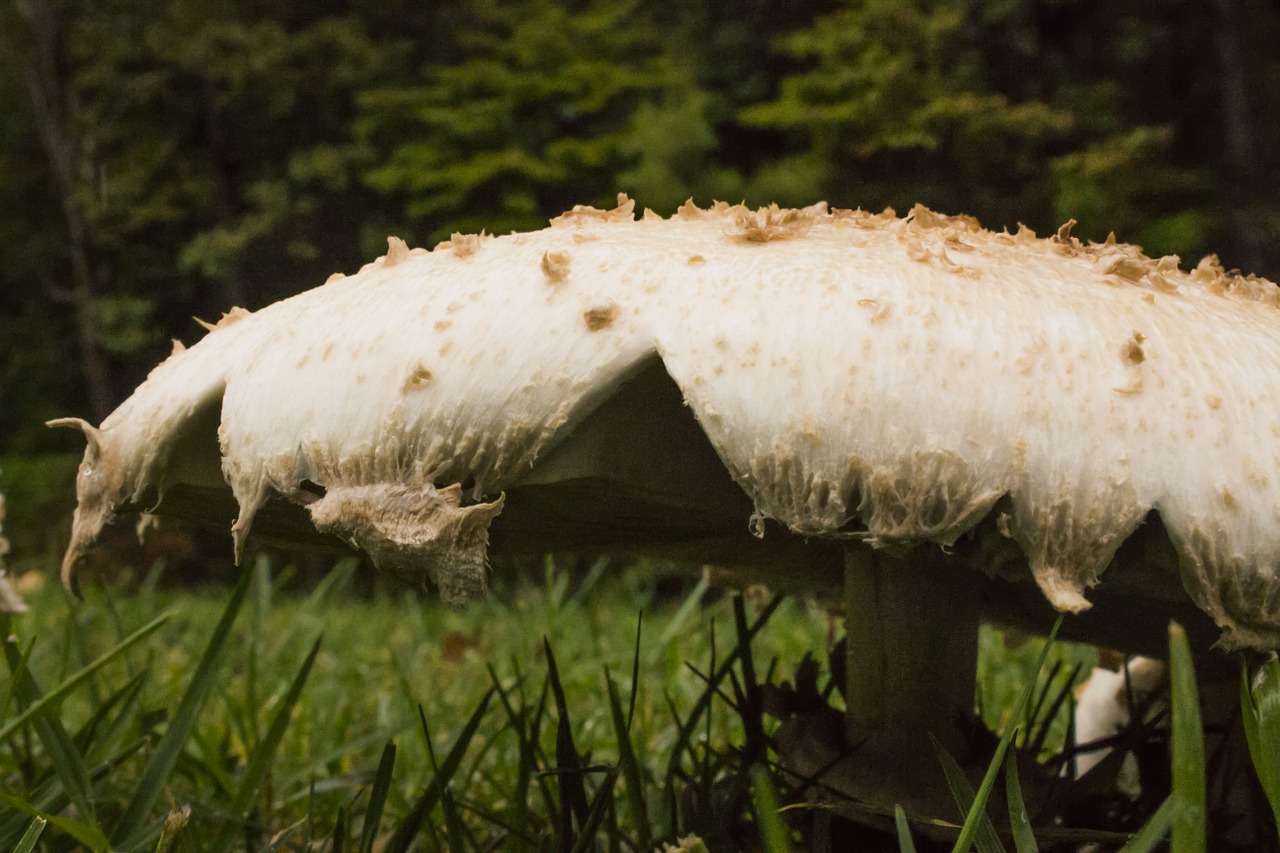 mushroom mycology nature free photo