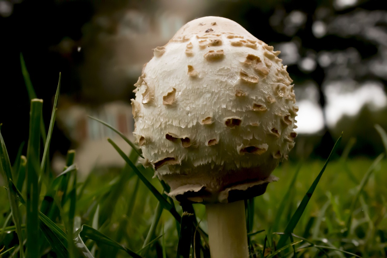 mushroom mycology nature free photo