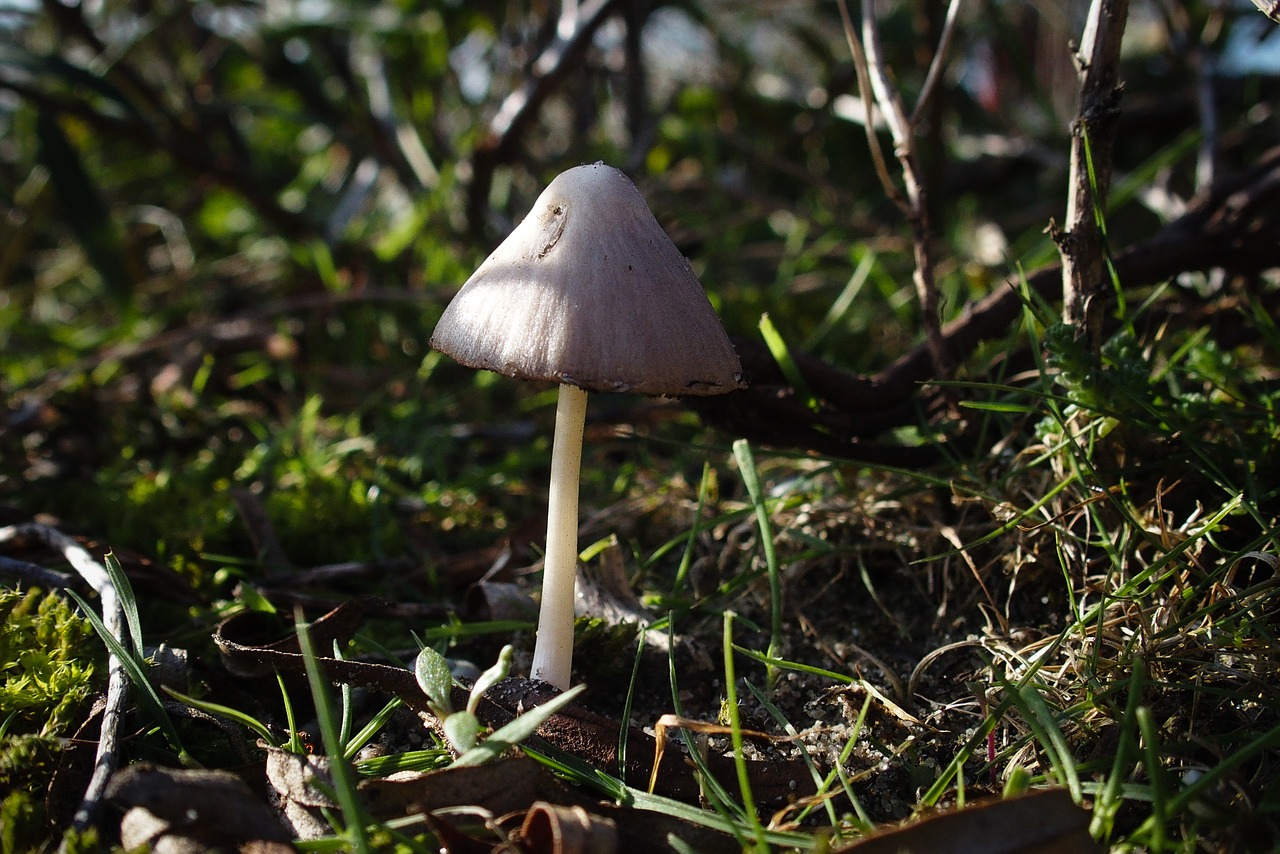 mushroom fungus moss free photo