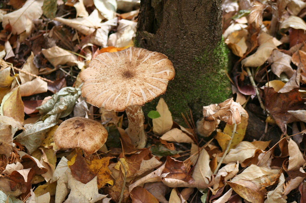 mushroom forest floor free photo