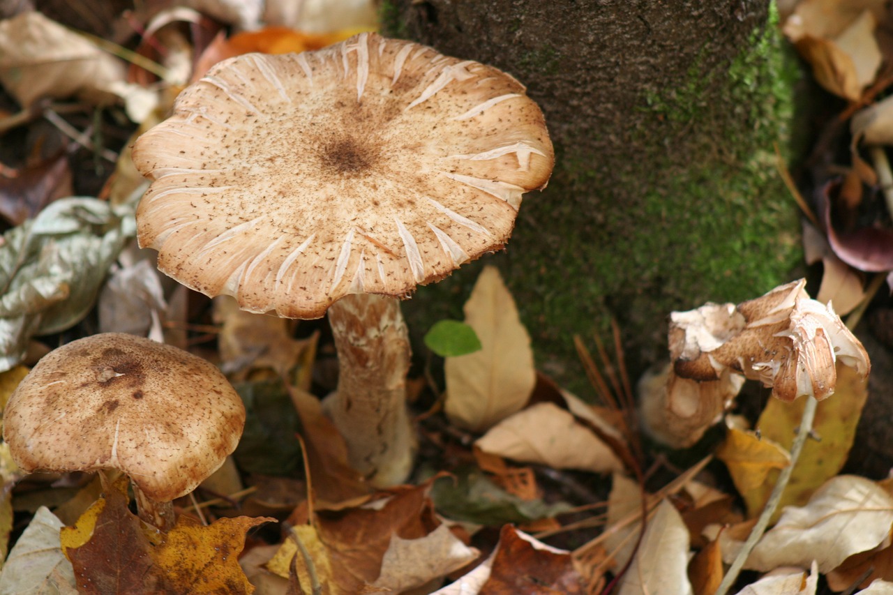 mushroom forest floor free photo