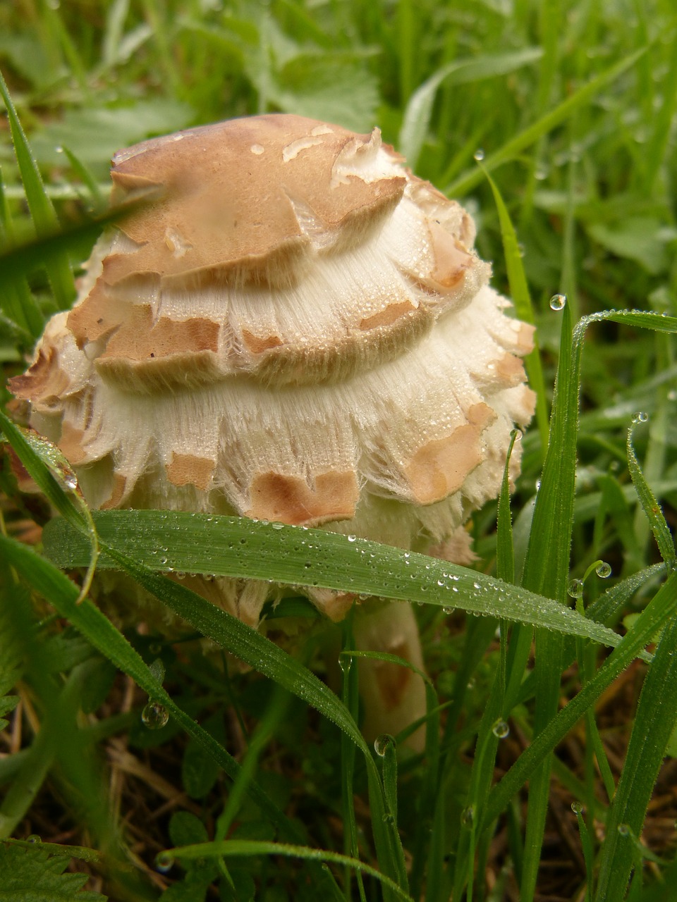 mushroom toxic mushrooms free photo