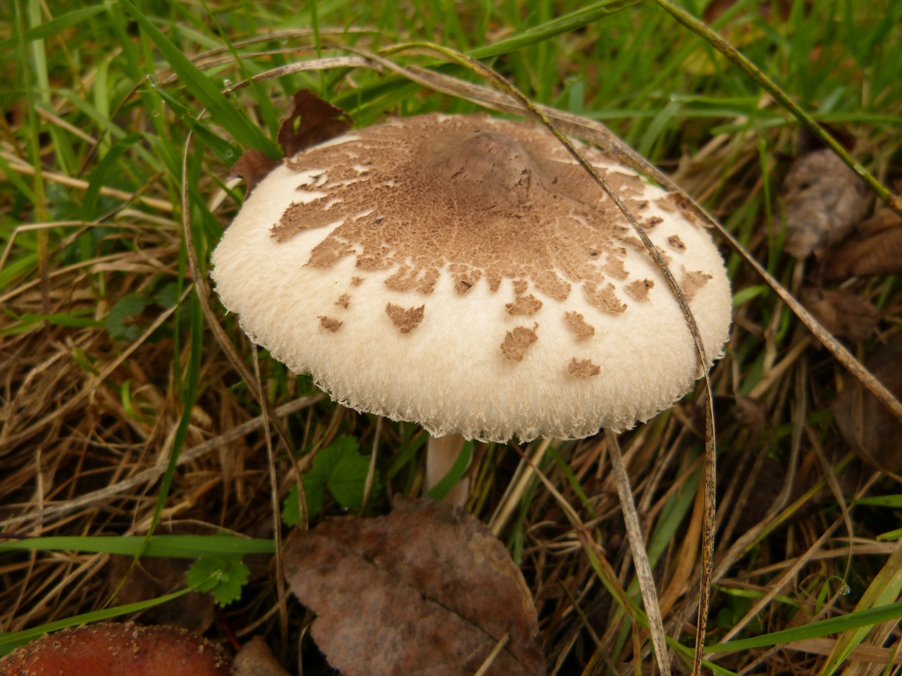 mushroom toxic mushrooms free photo