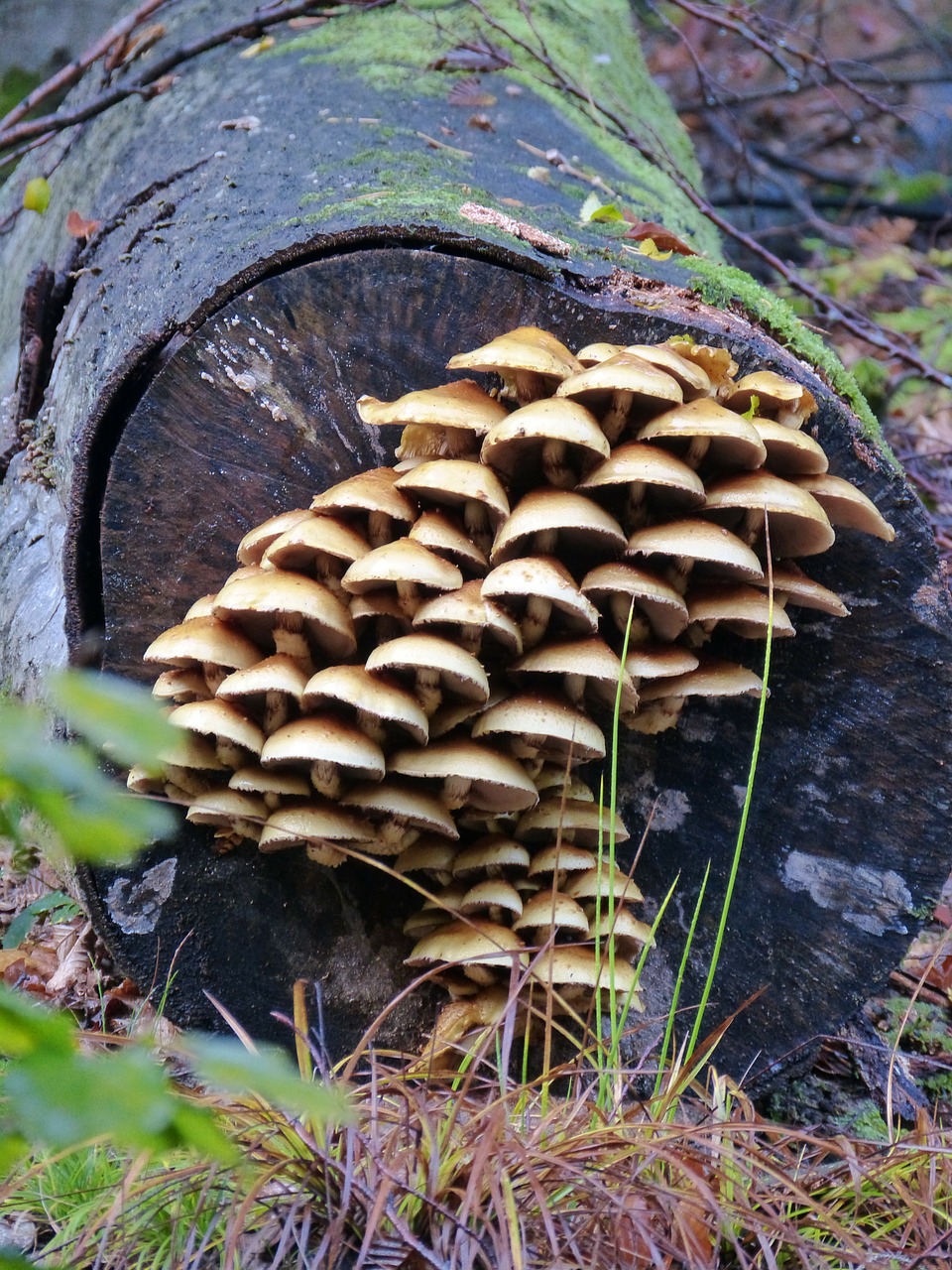 mushroom toxic mushrooms free photo