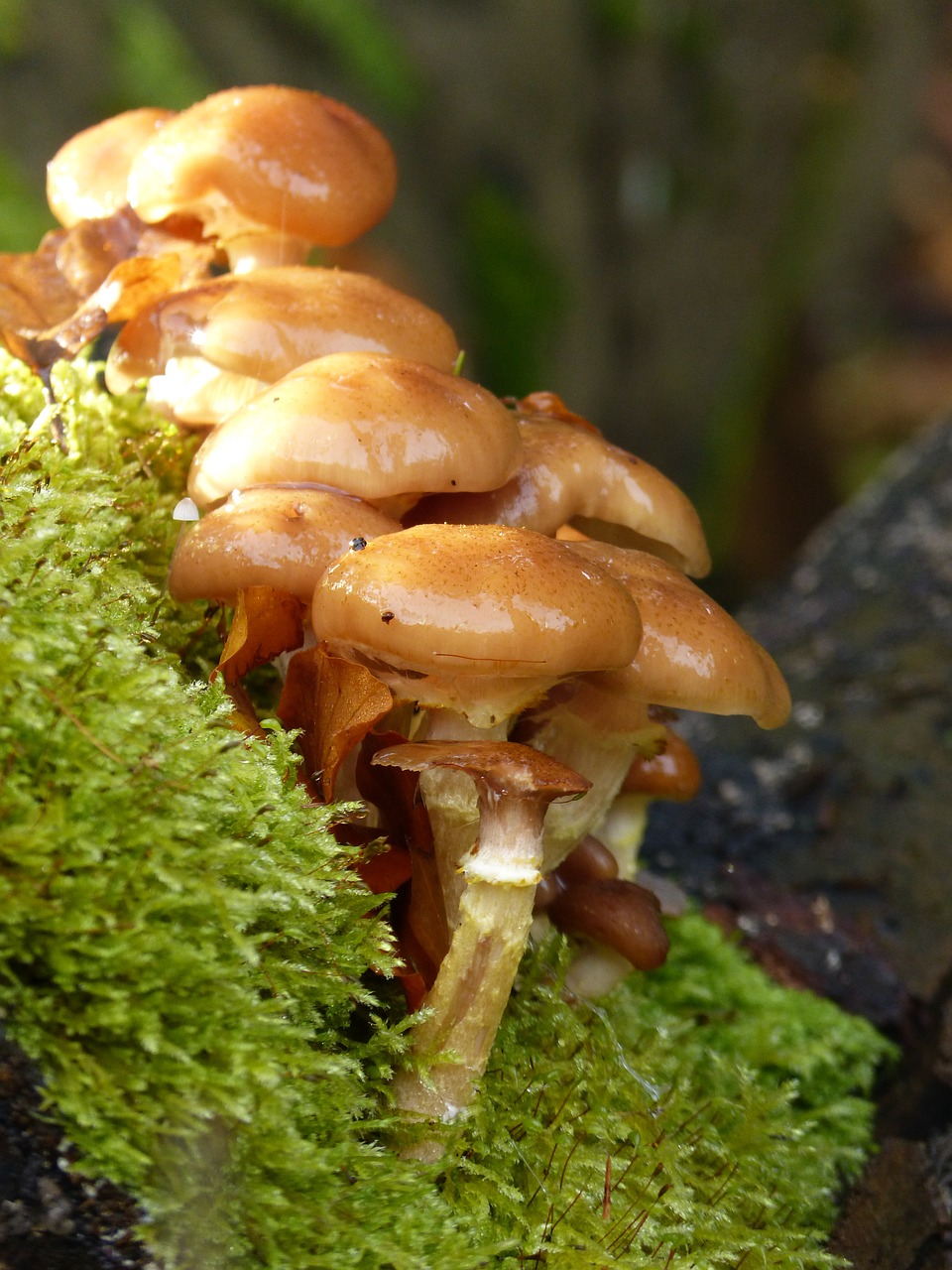 mushroom mushrooms forest free photo