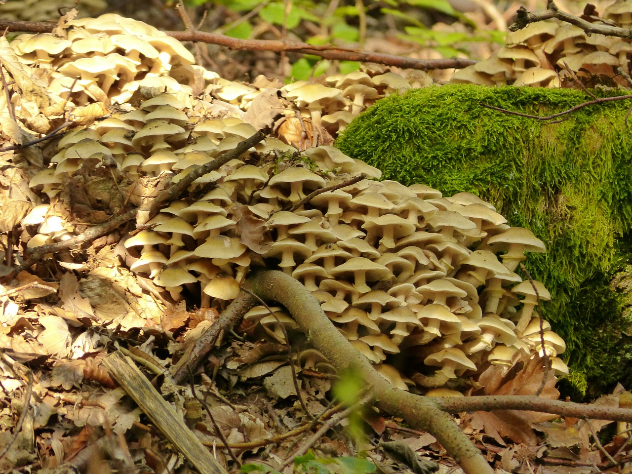 mushroom mushrooms forest free photo