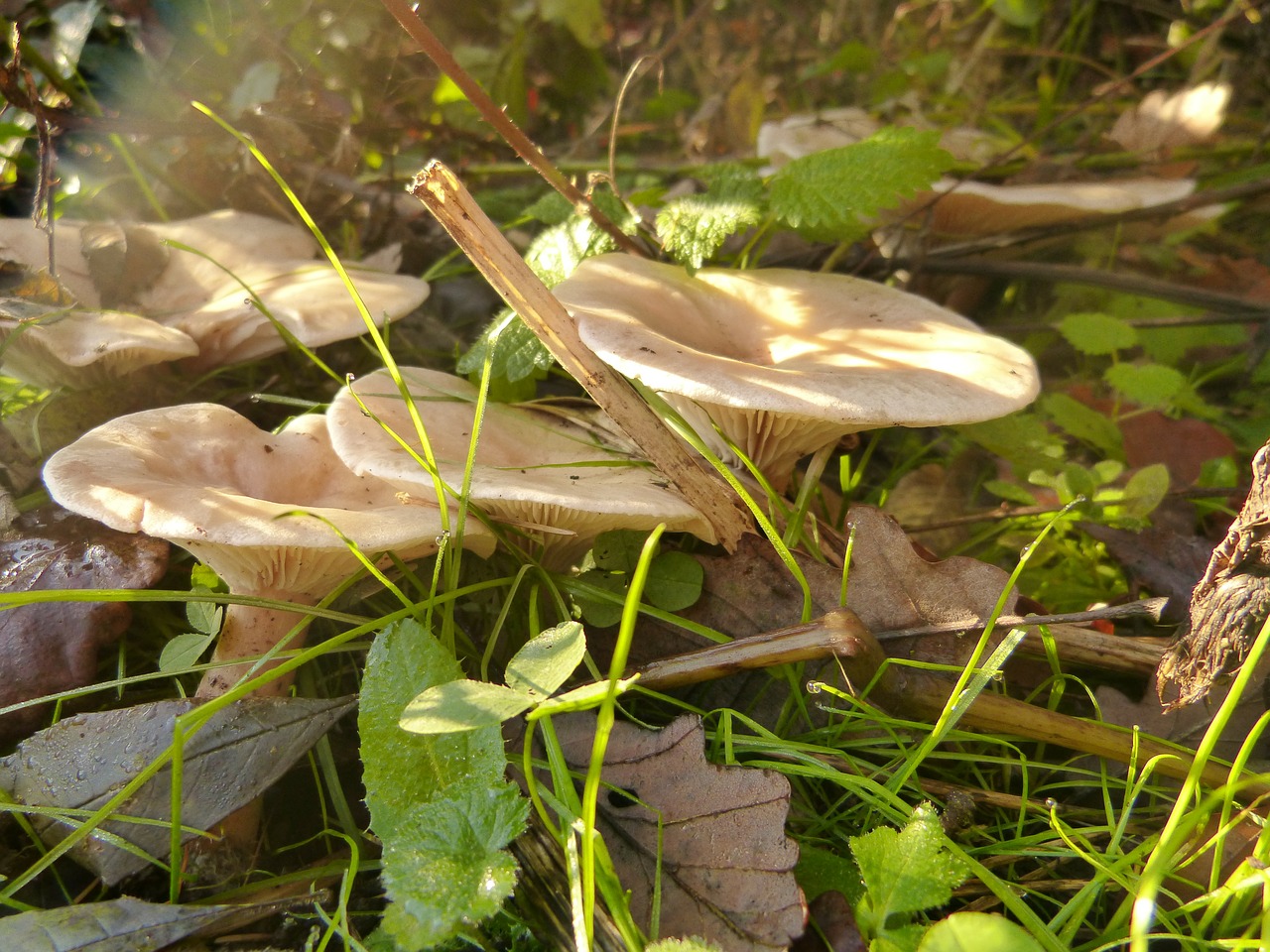 mushroom forest mushrooms free photo