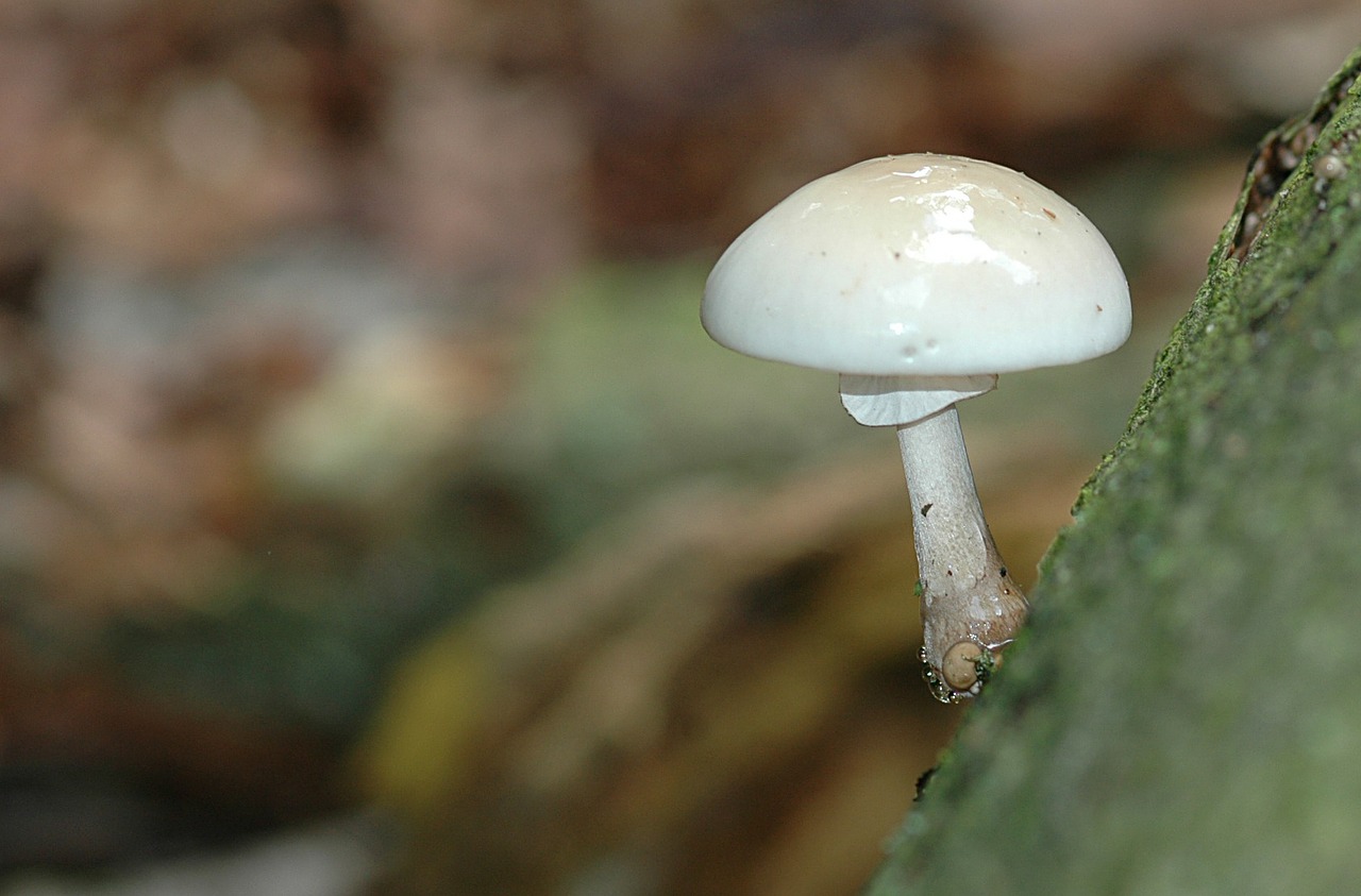 mushroom mushrooms autumn free photo