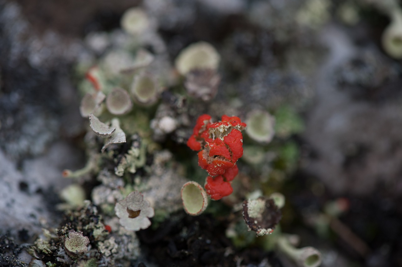 mushroom plant undergrowth free photo