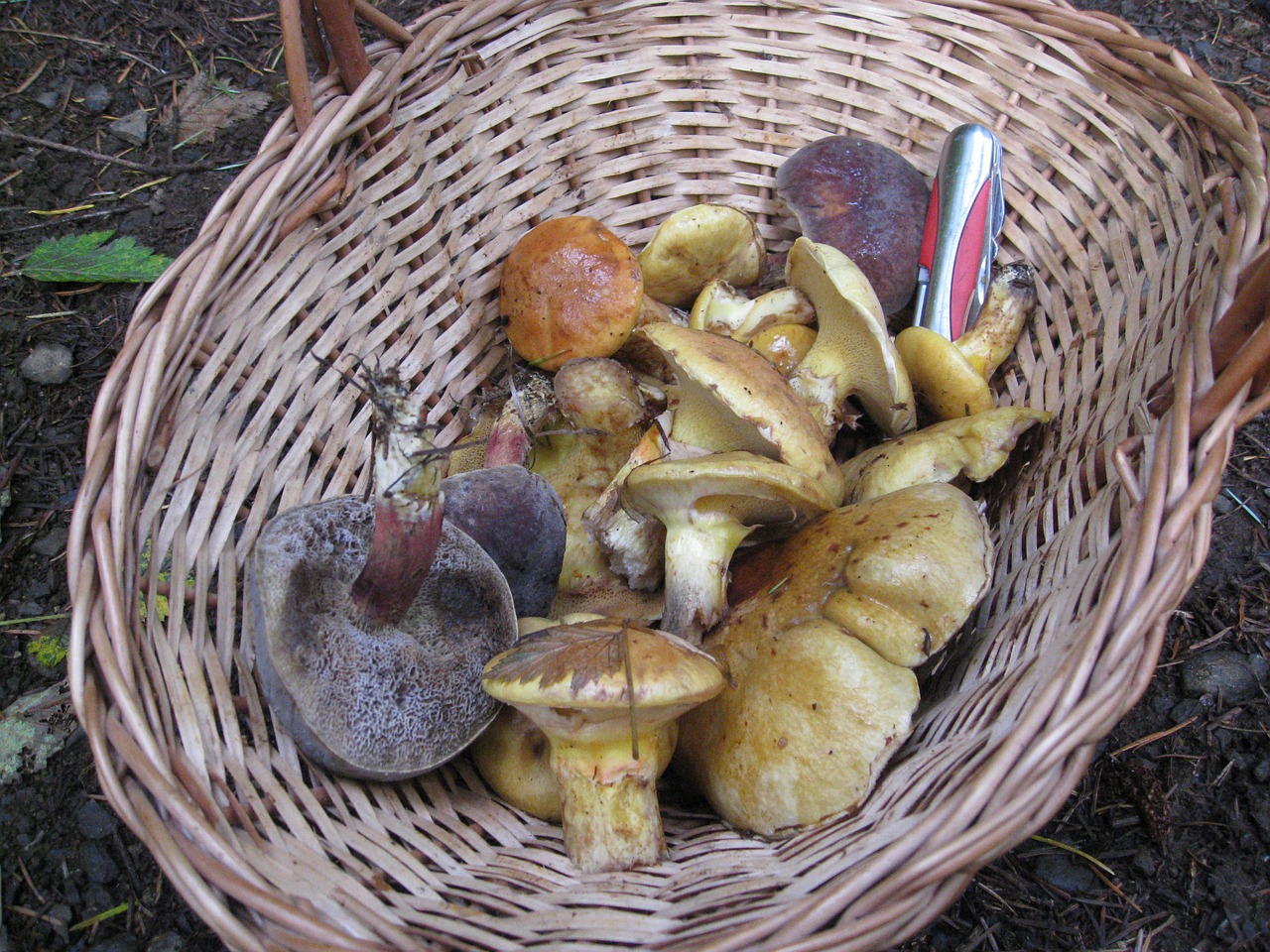 mushroom harvest basket free photo