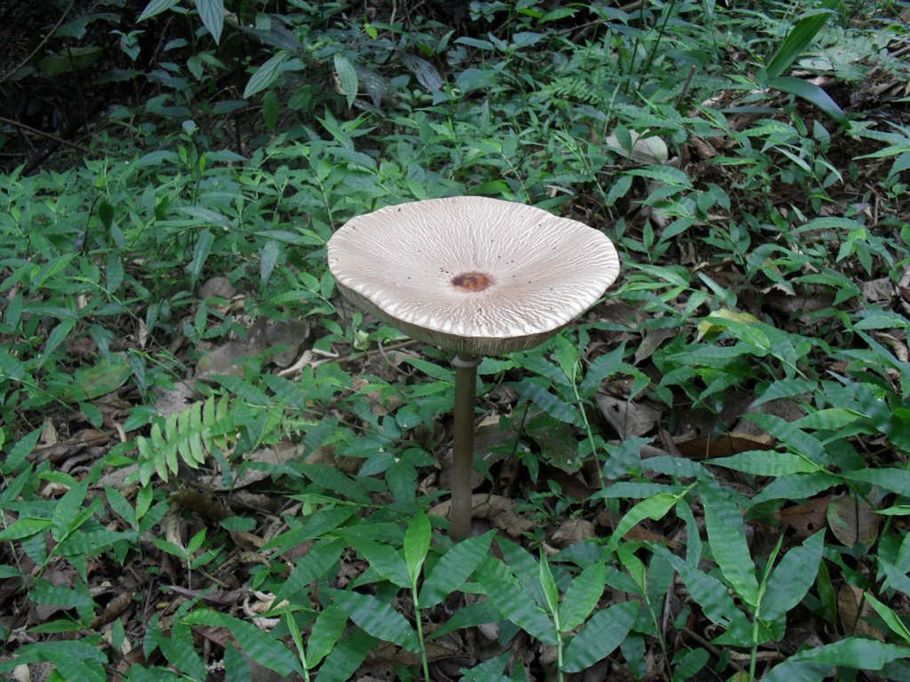 mushroom plant vegetables free photo