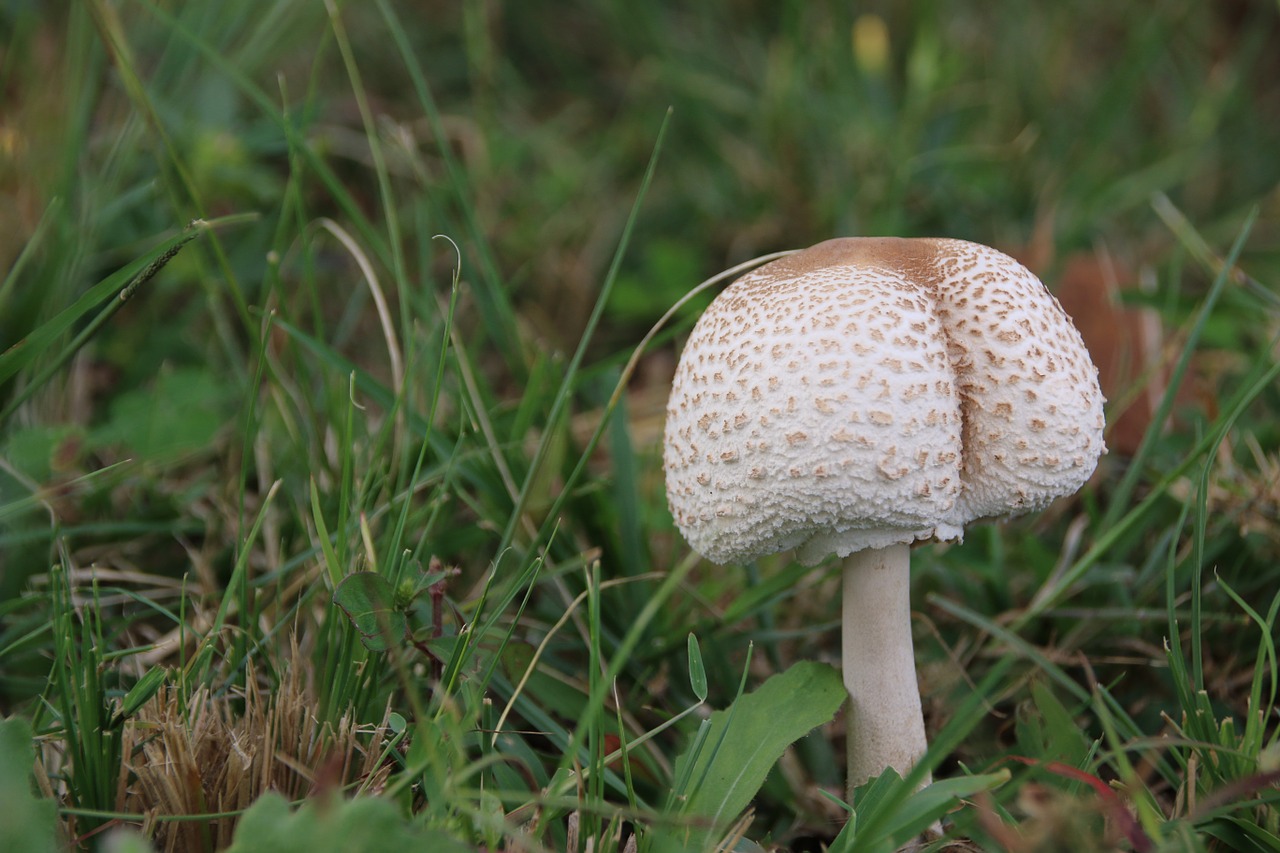 mushroom close-up grass free photo