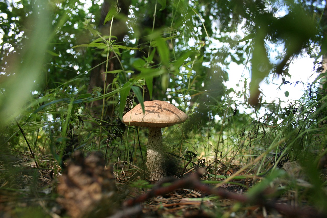 mushroom forest mycelium free photo