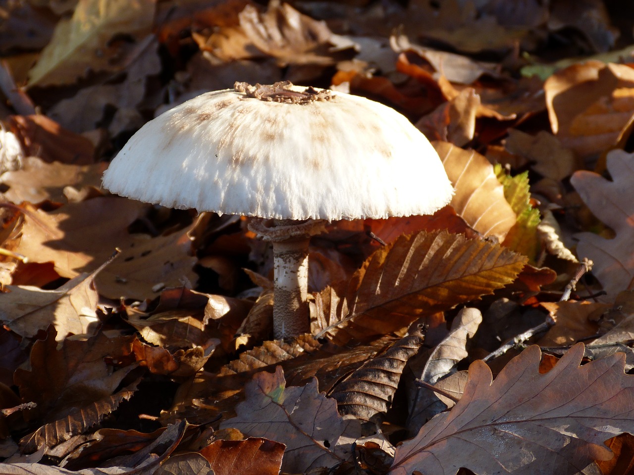 mushroom forest autumn free photo