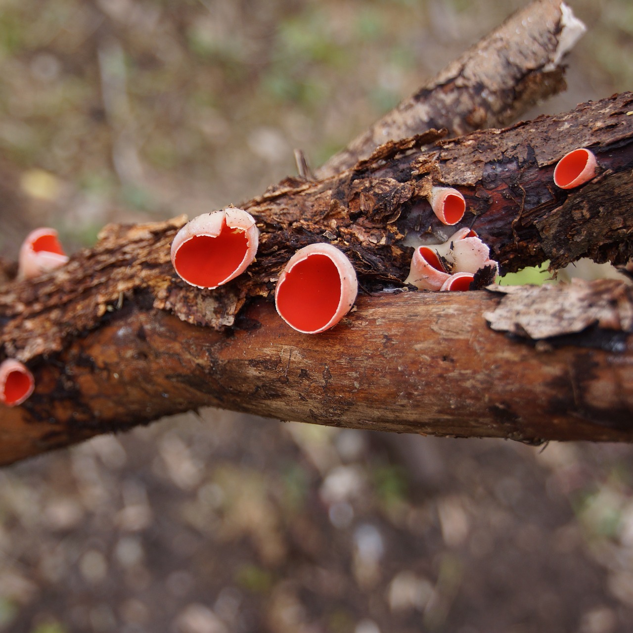 mushroom punamaljakas sarcoscypha austriaca free photo