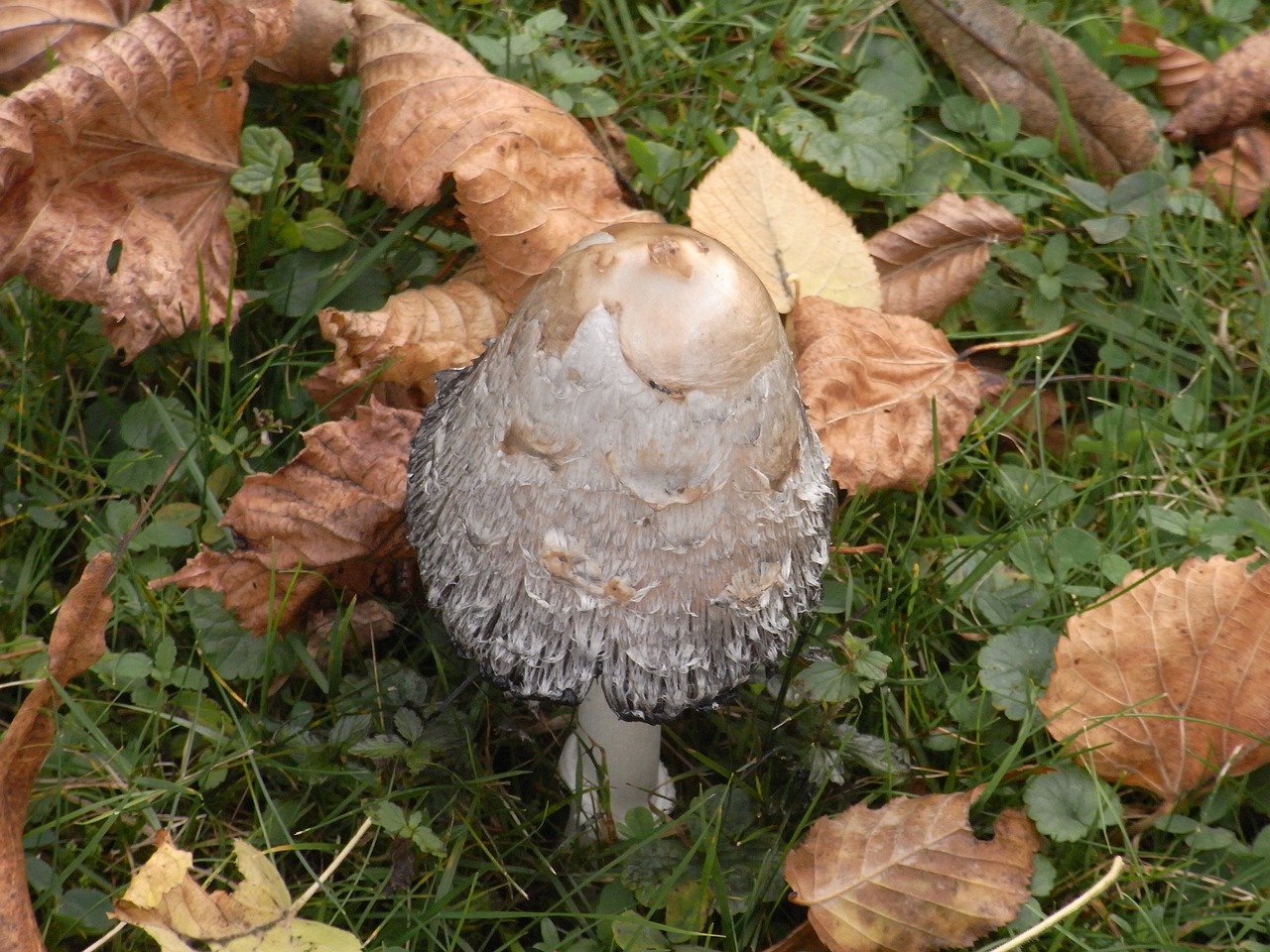 mushroom mushrooms autumn free photo