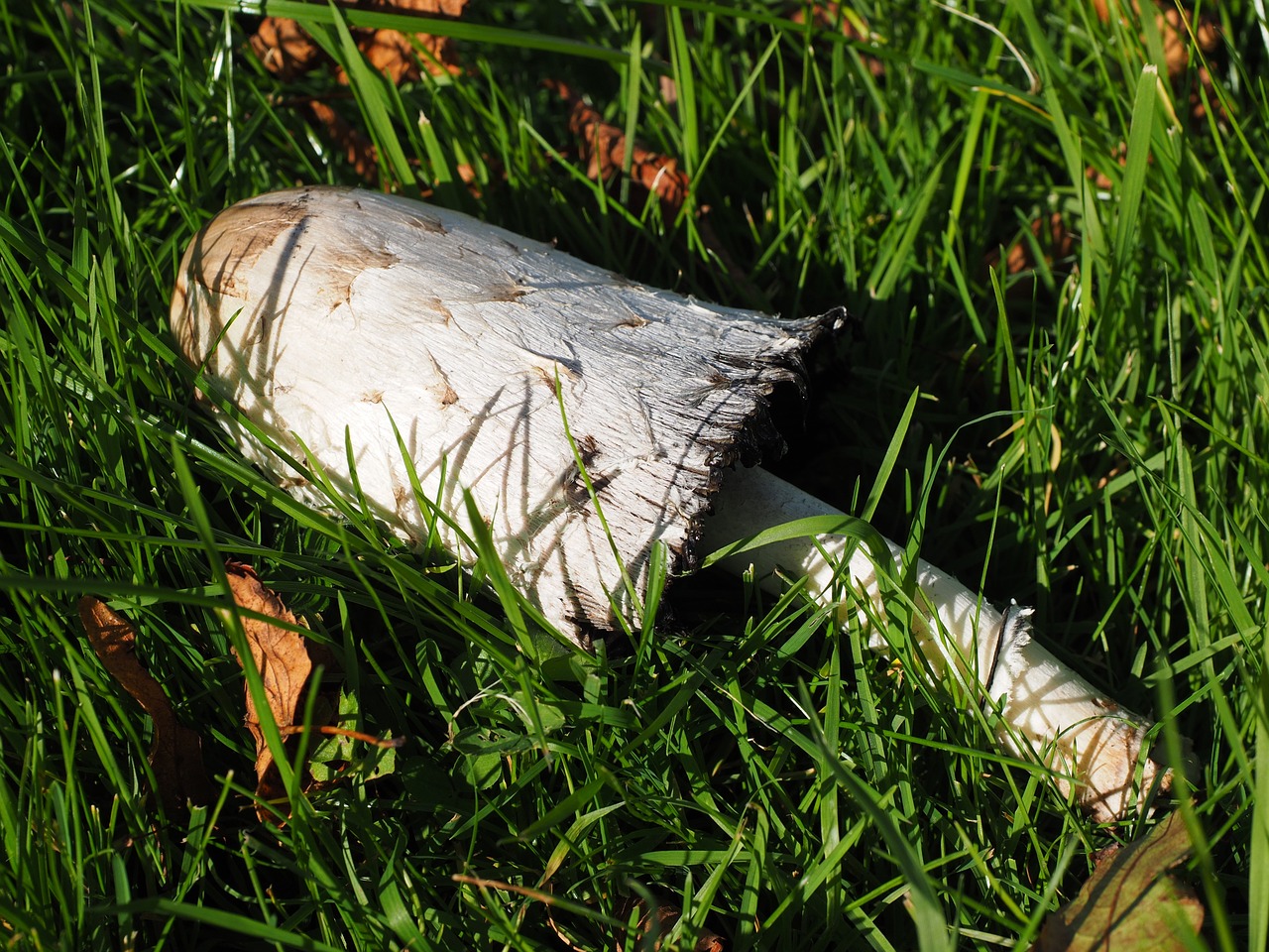 mushroom fell down comatus free photo