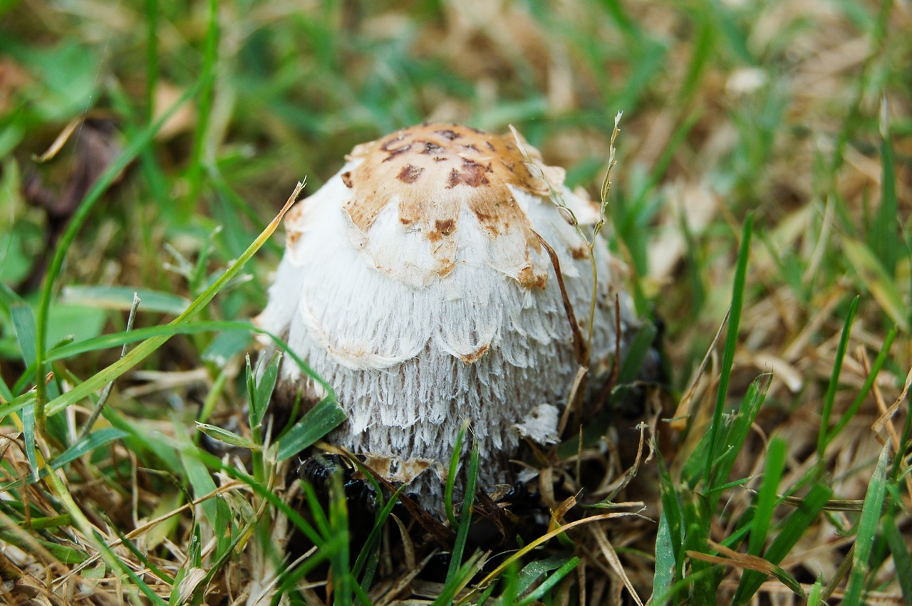 mushroom meadow forest free photo