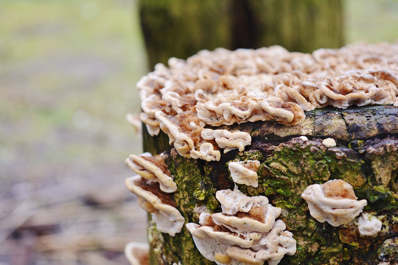 mushroom forest nature free photo